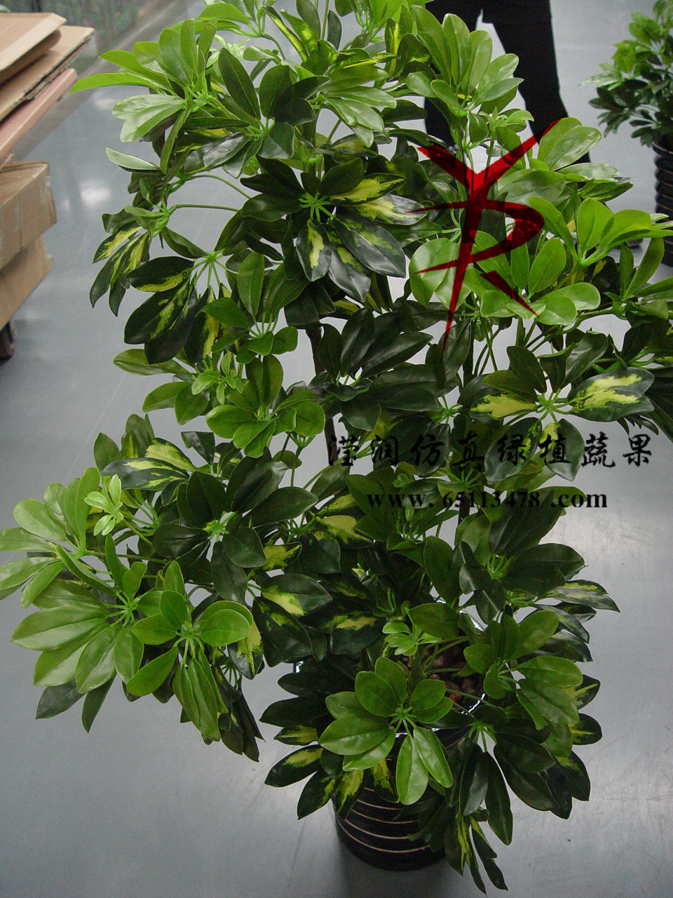 1.2M四杆七星树花叶