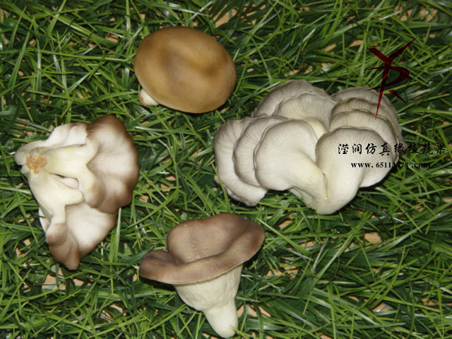 软蘑菇