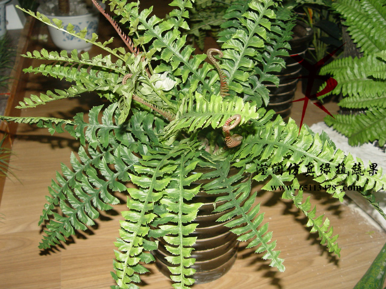 30公分波斯草