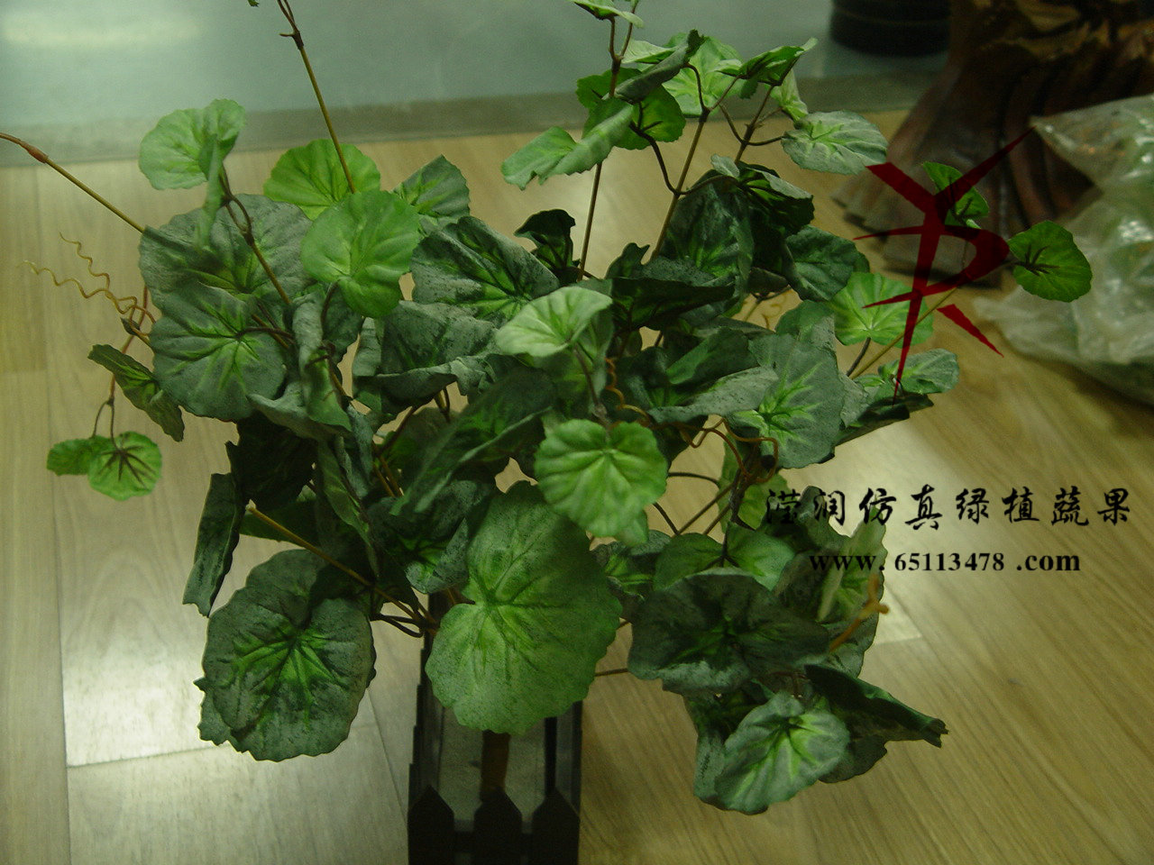 30公分带霜绿海棠