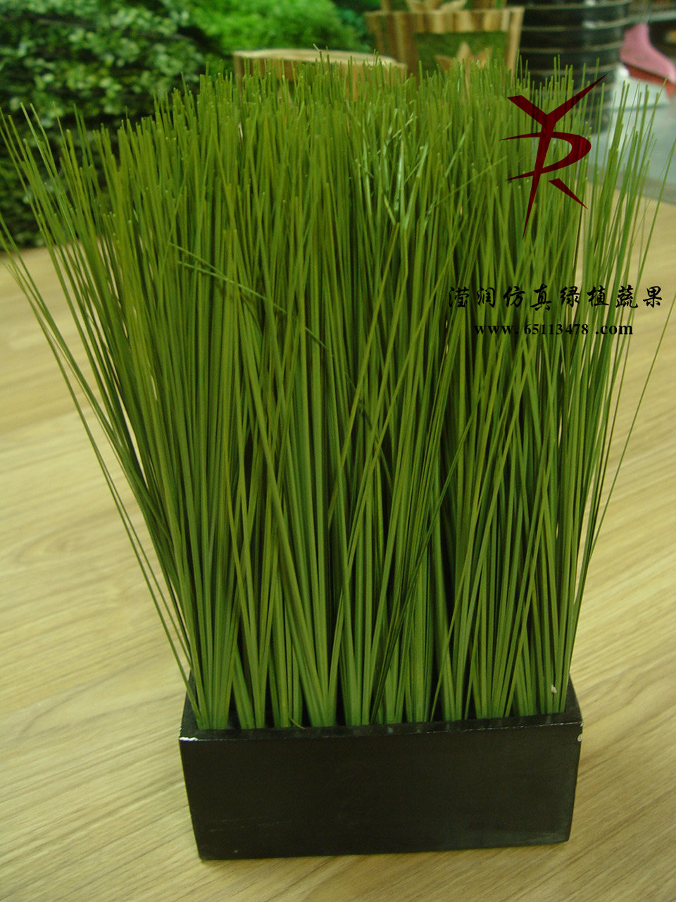 40公分小号盆栽洋葱草
